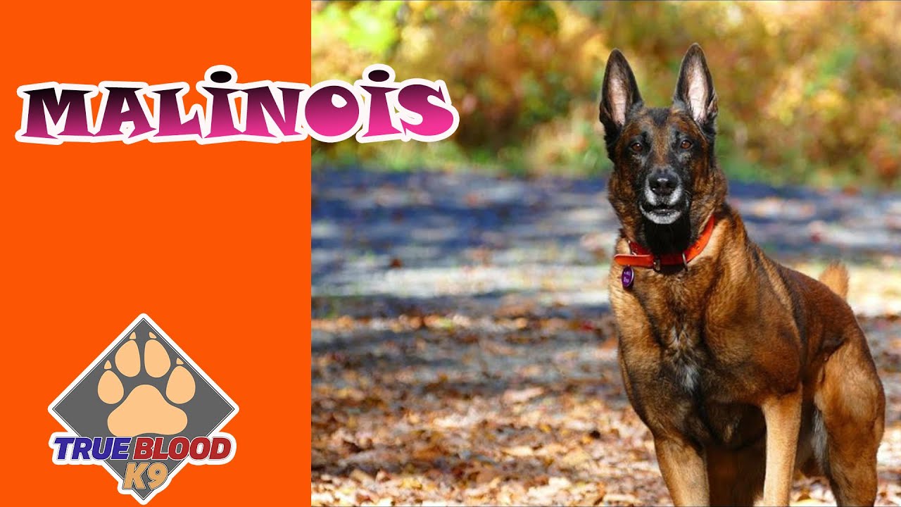 MALİNOİS - BELÇİKA MALİNOİS IRKI KÖPEKLER - ARAMA KURTARMA KÖPEK EĞİTİMİ