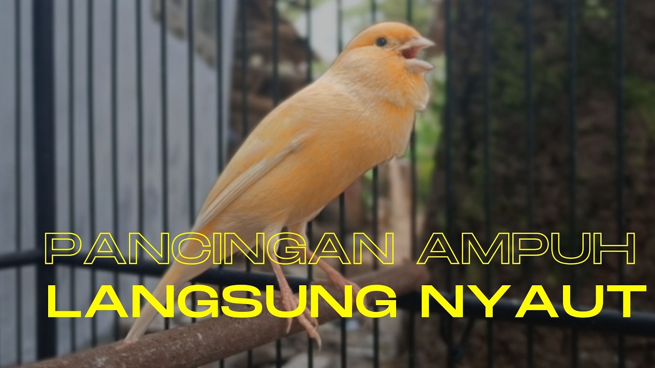 Pancingan Ampuh untuk Kenari Muda Agar Cepat Gacor Cocok untuk Terapi Kenari Macet Bunyi !!