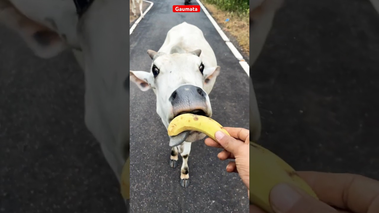❤️ &ldquo;Cute Cow Eating Banana | Cow Milk & Cow Dung Benefits Explained&rdquo; #gay #cow #cowvideo #shorts