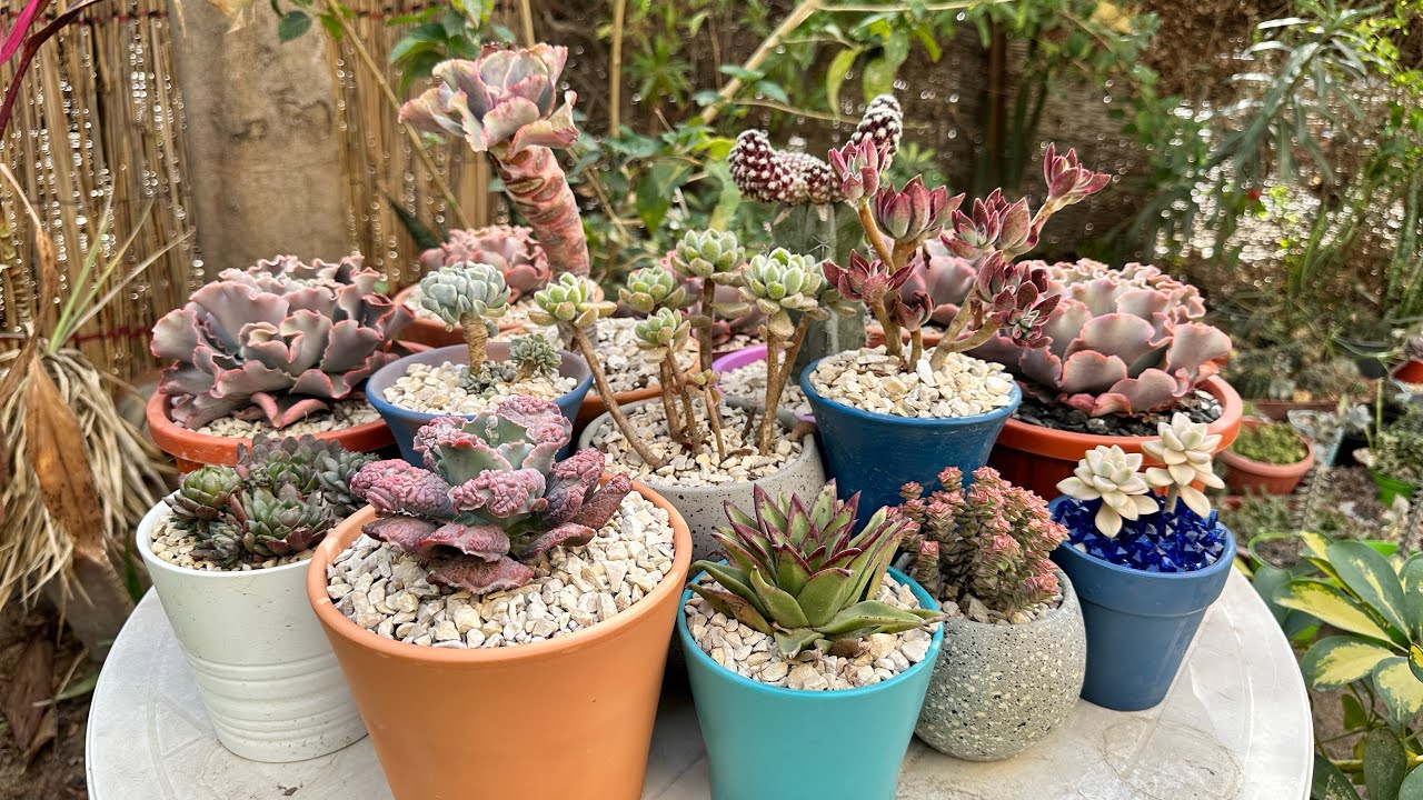 كيف تحولت العصاريات بعد تغيير التربة . هل افعلها مع عصارياتى الجديدة كلها ؟ change the nursery soil