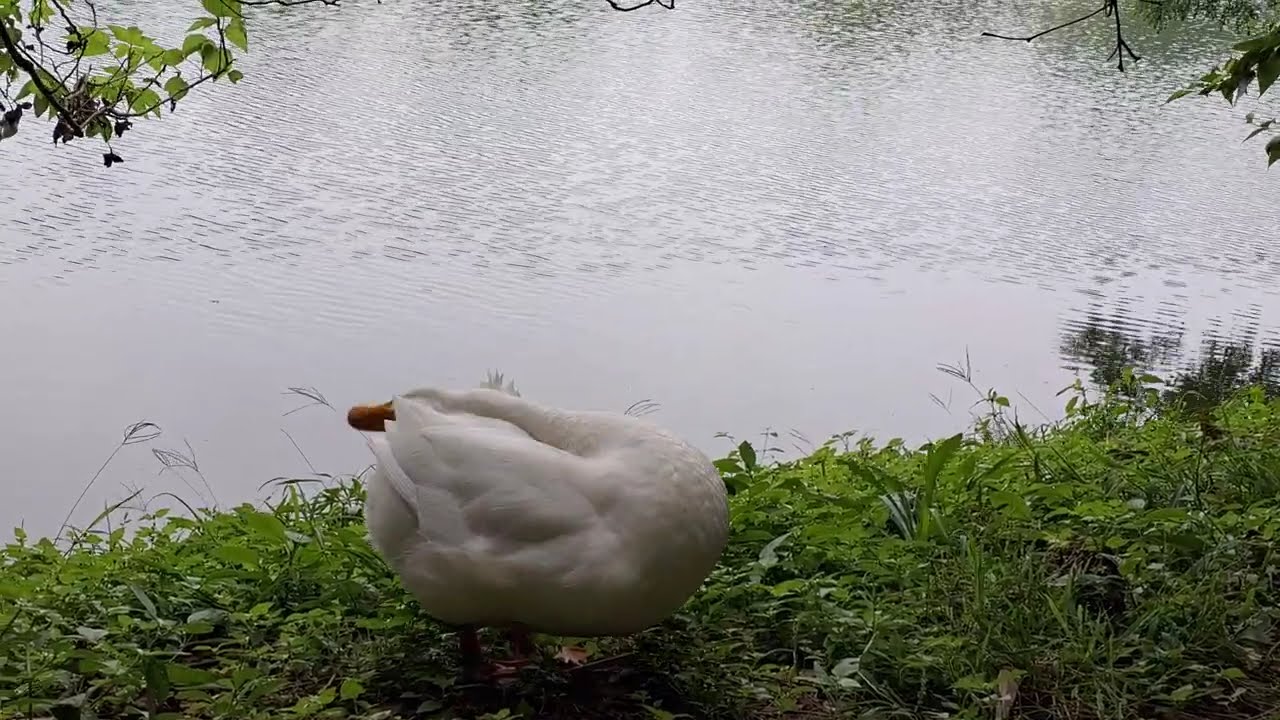 Beautiful Duck by the Lakeside | A Calm Nature Moment #naturelovers #bangalore #evening