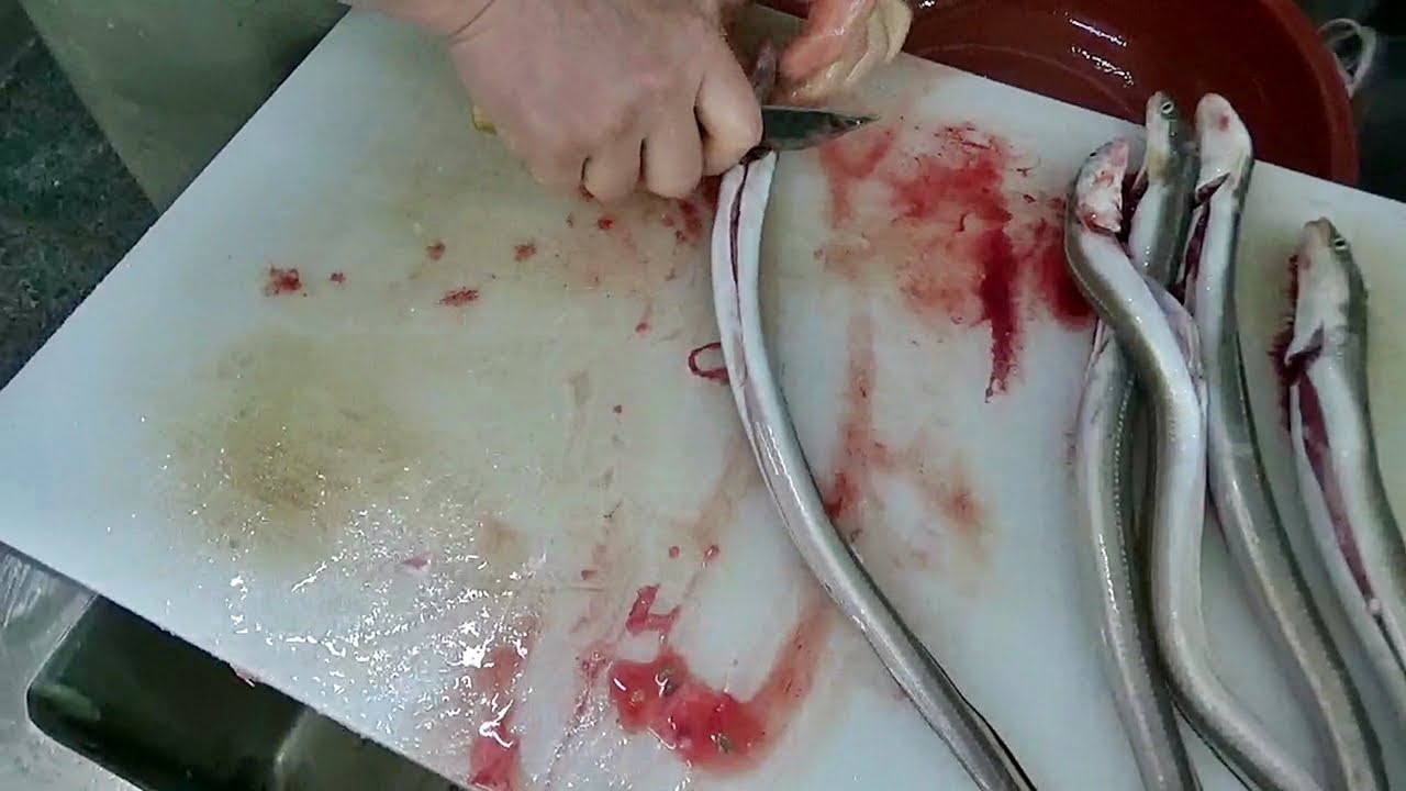 부산 아나고회 붕장어회 맛집 ! 눈꽃처럼 쌓아주는 기름 쫙뺀 고소하고 담백한 기장 연화리 55년전통 죽도횟집 죽도집How to fillet conger sea eel sashimi