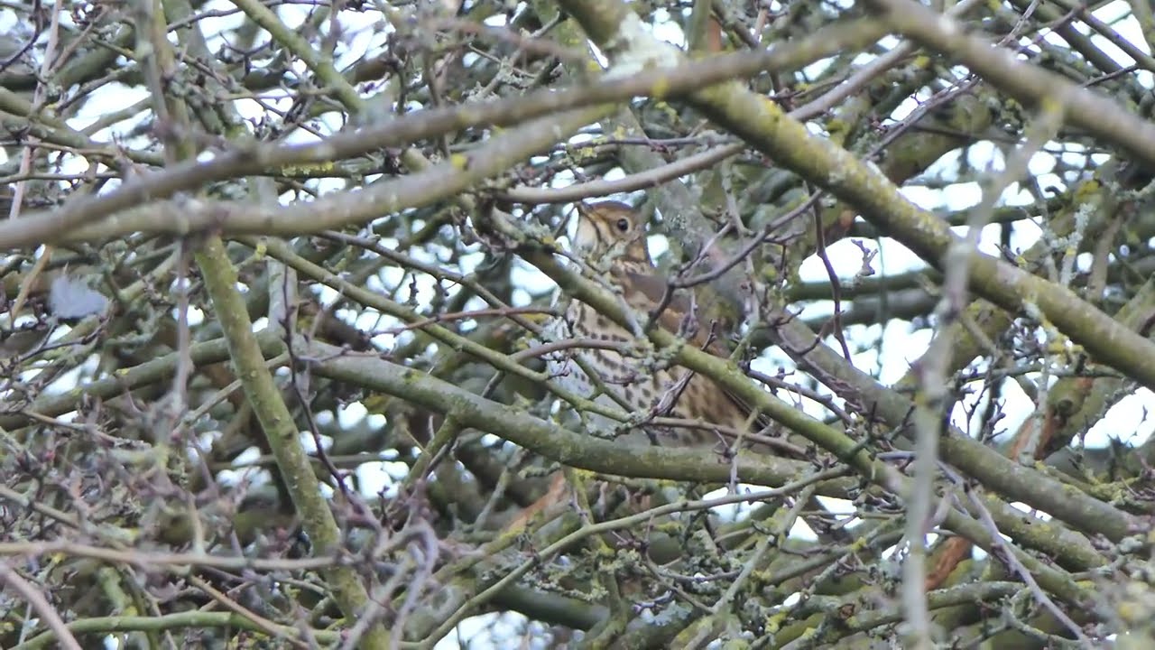 Quiet Song Thrush lurking in a hawthorn