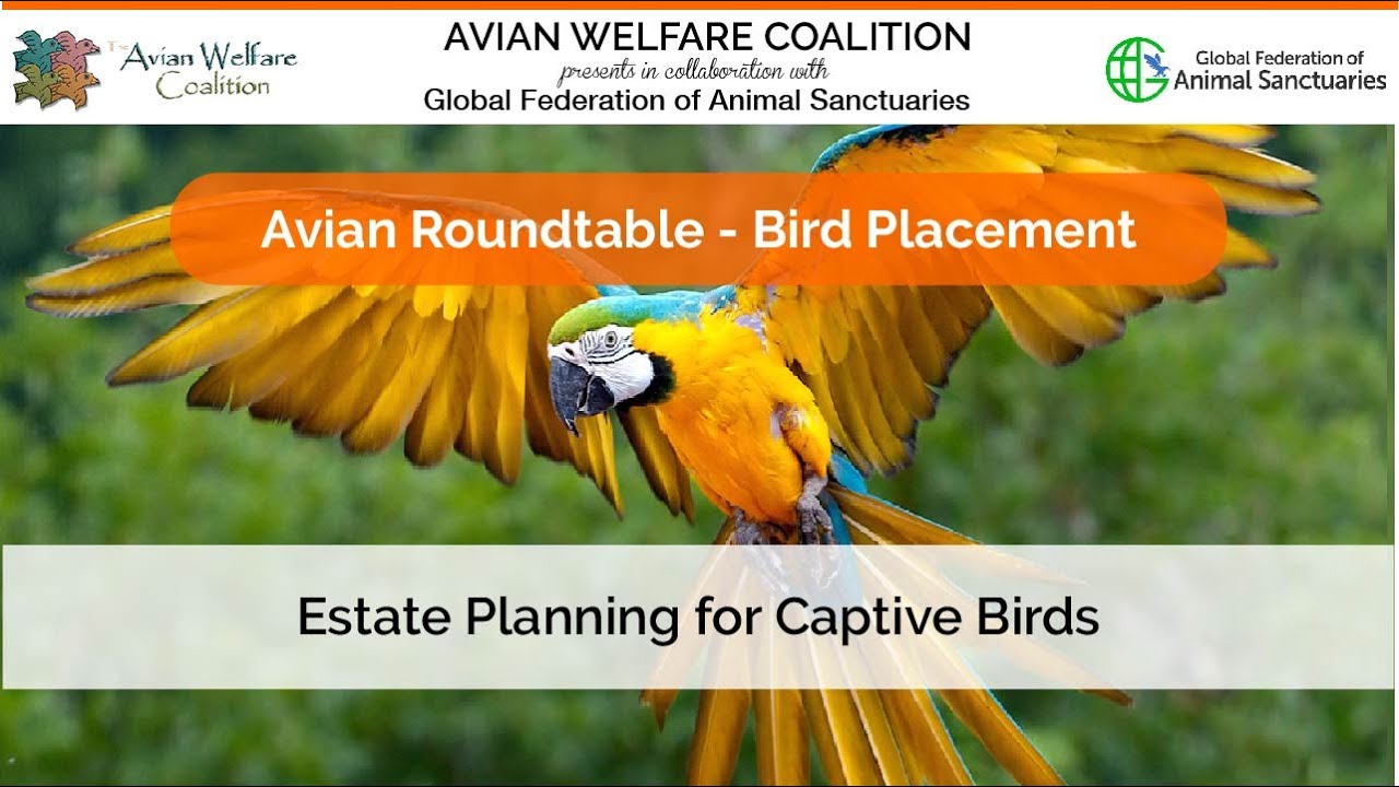 Bird Placement Estate Planning for Captive Birds