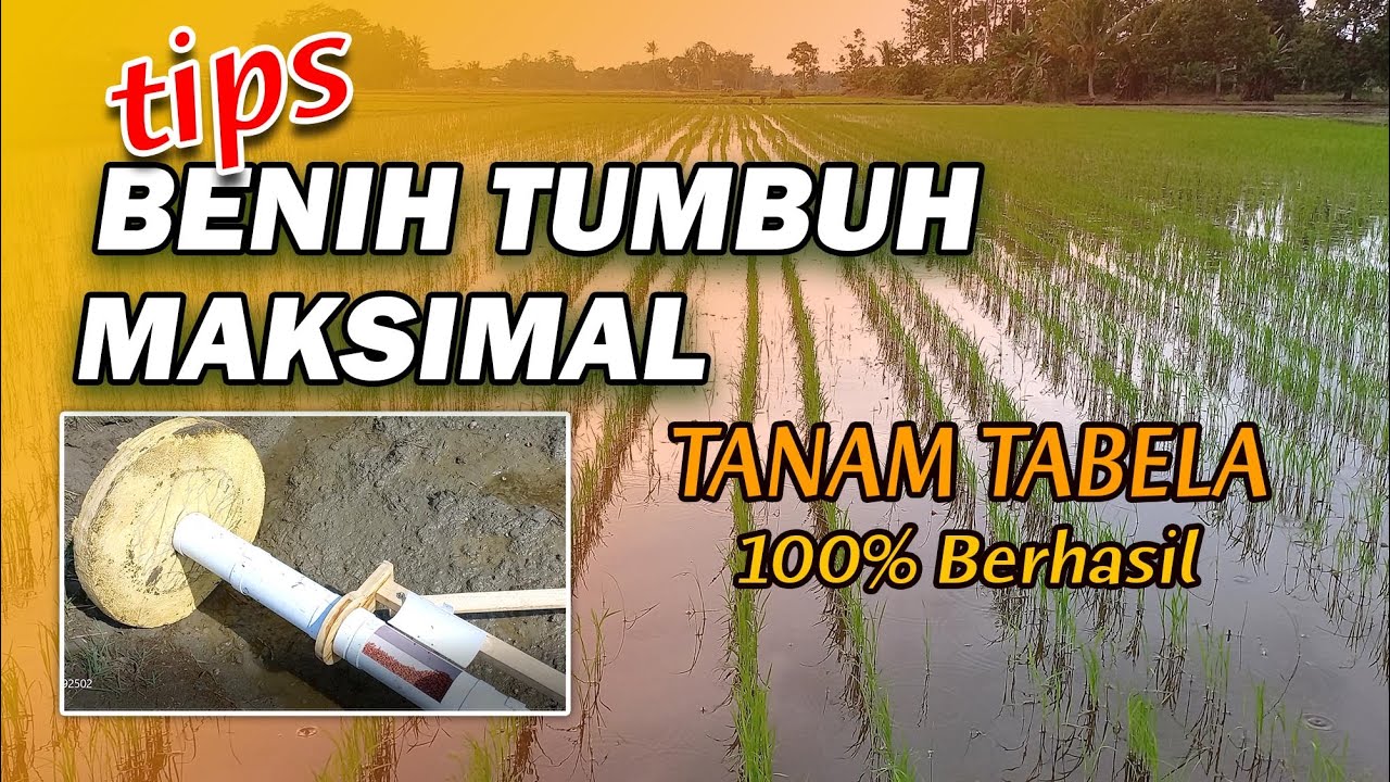 Cara Tanam Padi TABELA - Benih Tumbuh Sempuna