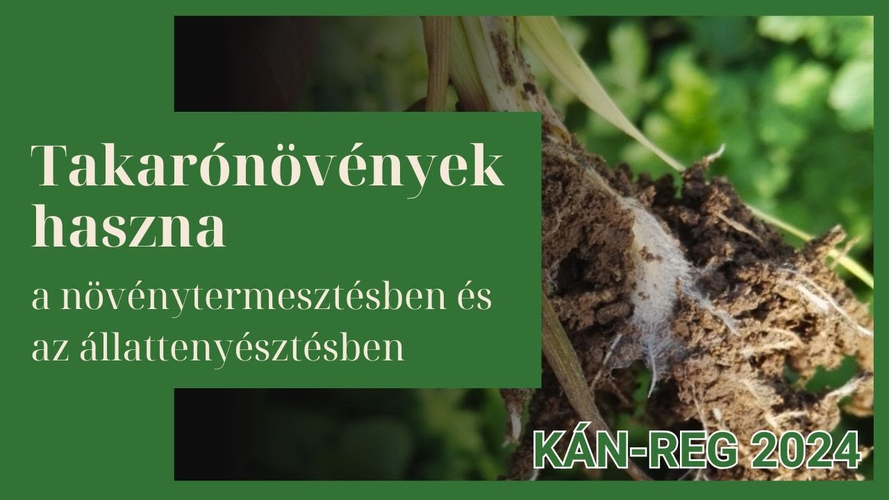 A takarónövények haszna a szántóföldi növénytermesztésben és az állattartásban | KÁN REG 2024