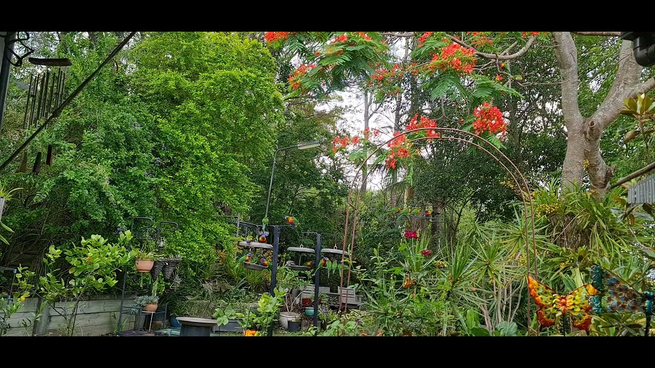 Lorikeet Cafe 