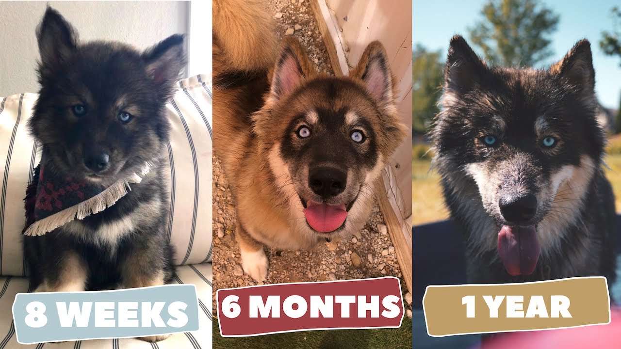 My Agouti Husky Puppy Growing Up | 8 Weeks to 1 Year Dog Transformation