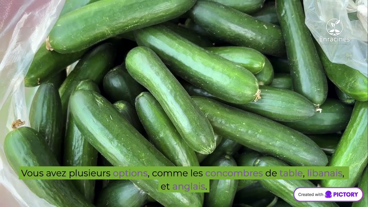 Réussir les concombres au jardin, secrets pour une récolte abondante