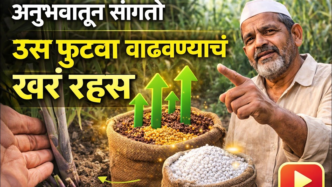 अनुभवातून सांगतो: ऊस फुटवा वाढवण्याचं खरं रहस्य #86032 #आडसाली