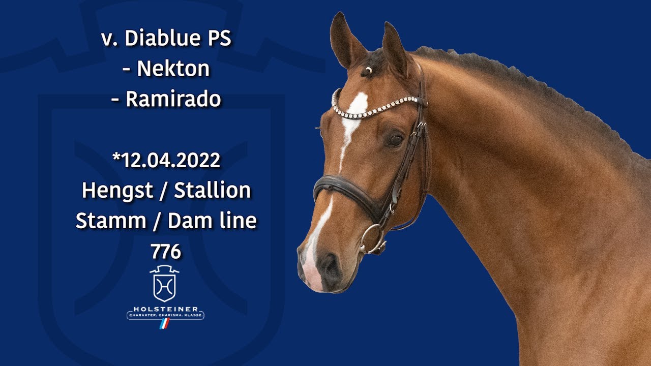 Holsteiner Körlot 2024 | Nr. 29 Diablue PS - Nekton - Ramirado