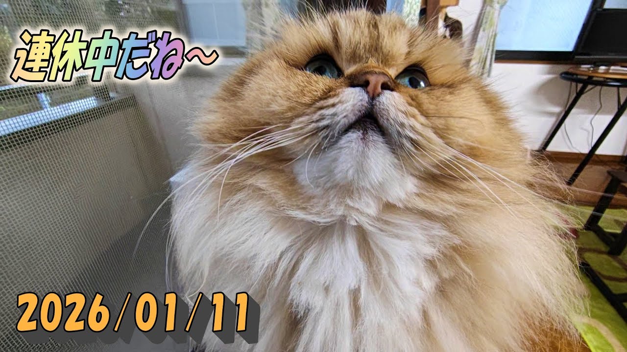 連休の中日で人通りの少ない道を眺めるために窓枠に乗るひとみ　Persian cat Hitomi's relaxing days　2026/01/11