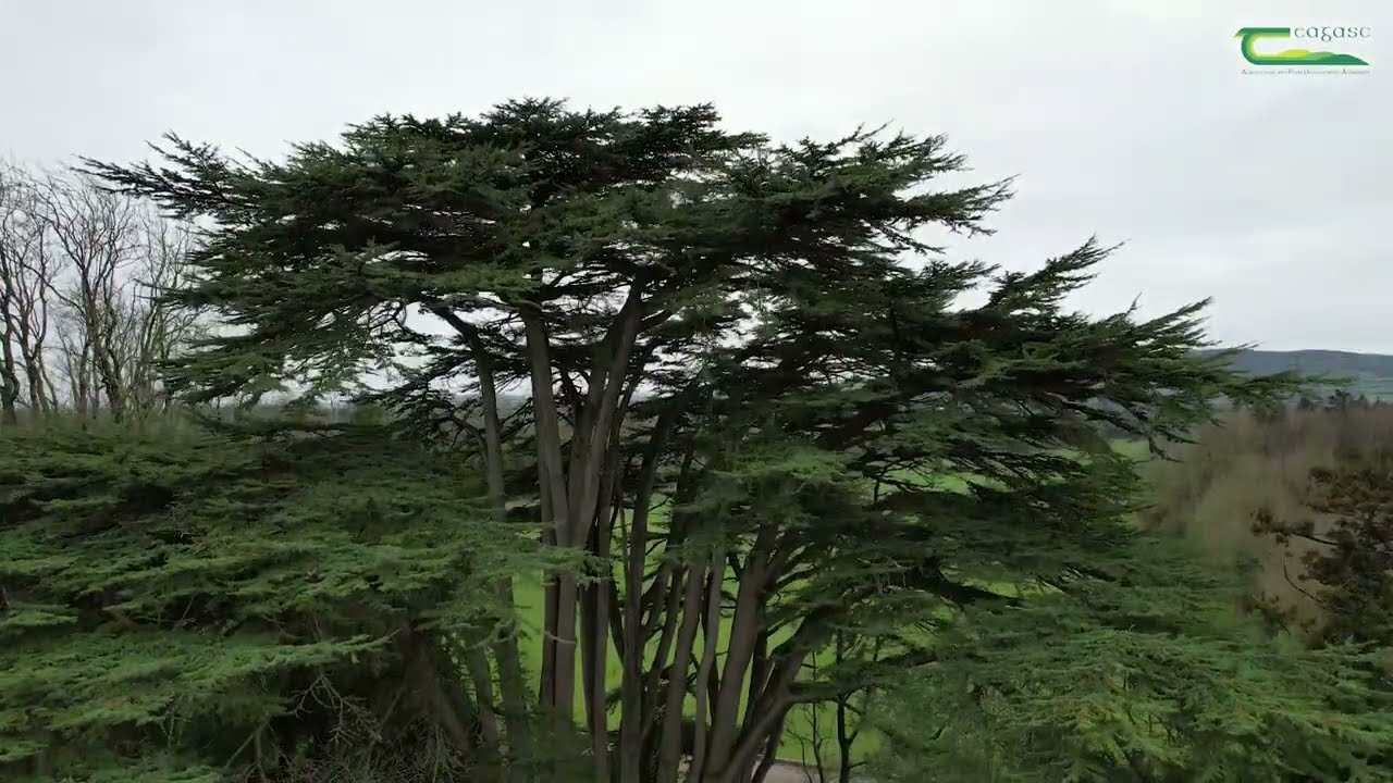 Kildalton College's - Cedar of Lebannon (Cedrus libani)