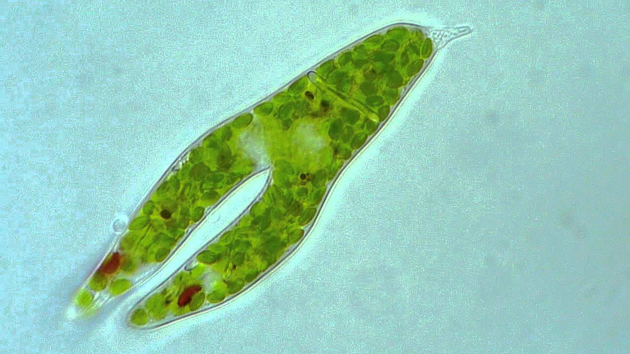 Euglena - Longitudinal binary fission