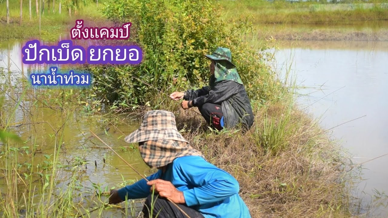 ปักเบ็ด ยกยอ ทุ่งนาน้ำท่วม ตั้งเเคมป์กินข้าวป่า  / บ้านนอก EP.397