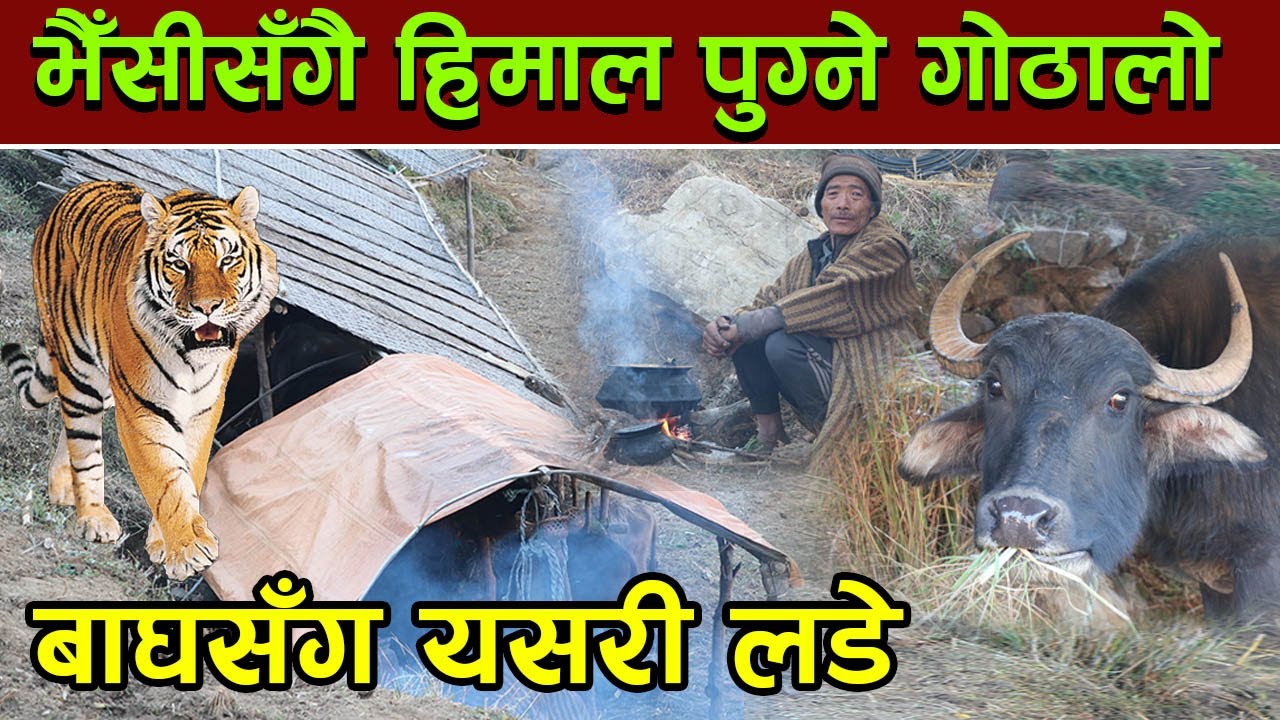 बाघसँग लडेका मगर ‘बा’ जो भैँसी लिएर हिमालसम्मै पुग्छन्, यस्तो छ उनको कथा │Nepal Chitra