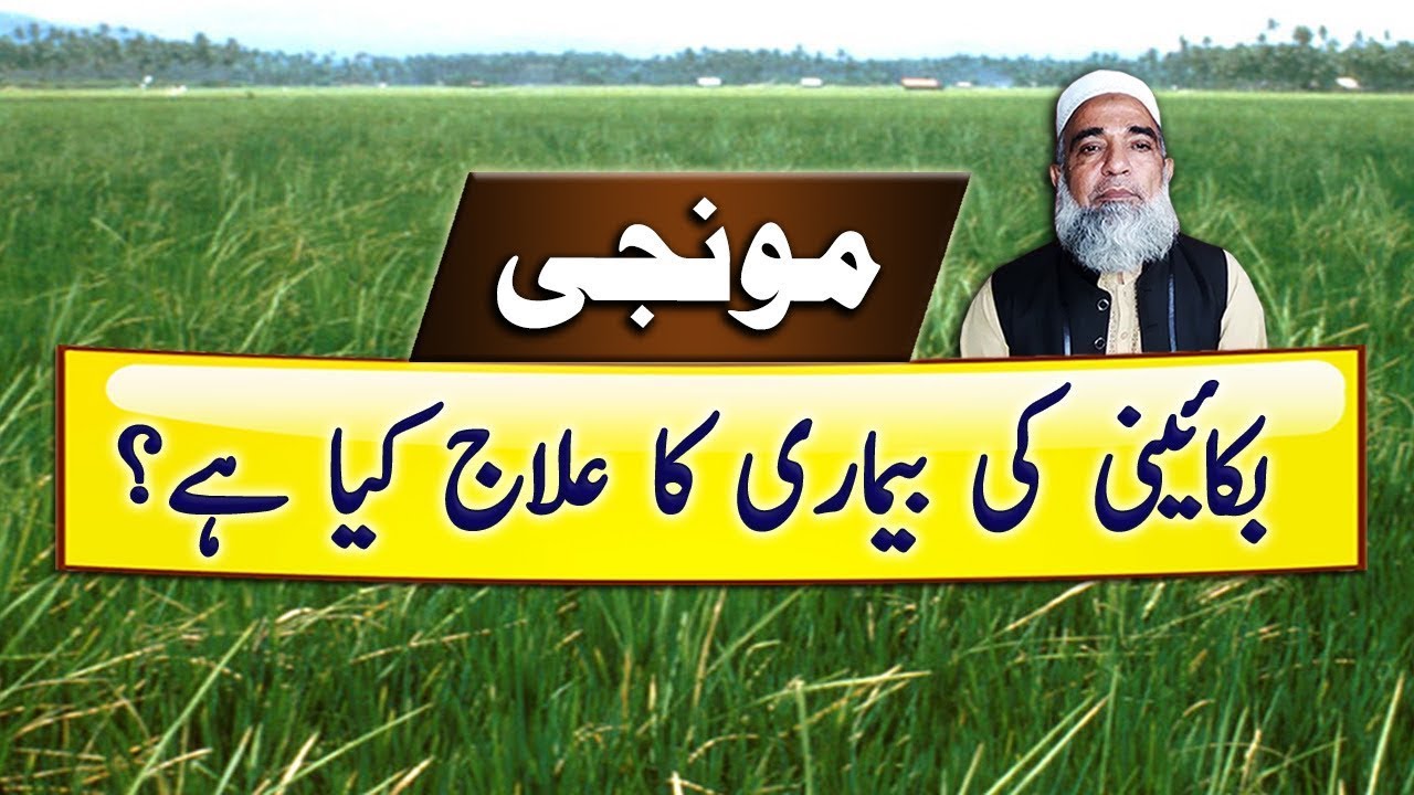 Solution of Bakanae disease of Rice crop || Crop Reformer