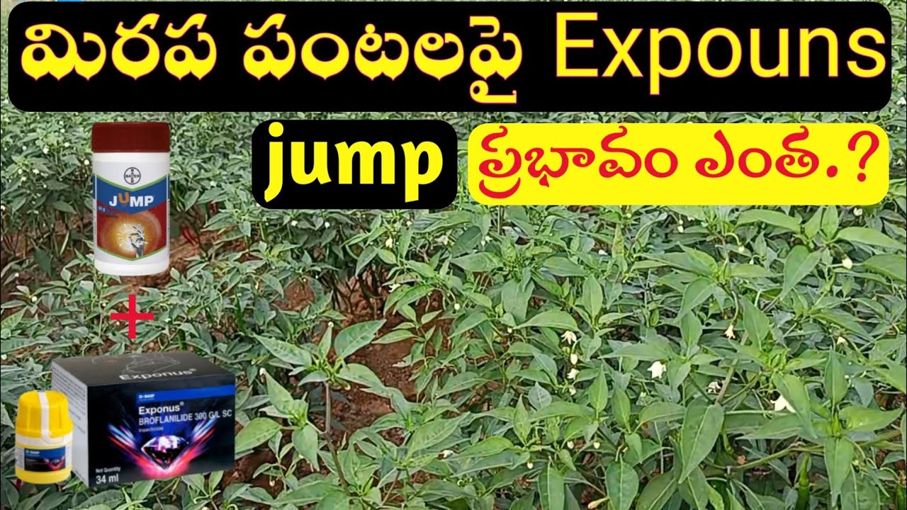BASF Exponus | Exponus Basf insecticide | exponus insecticide telugu