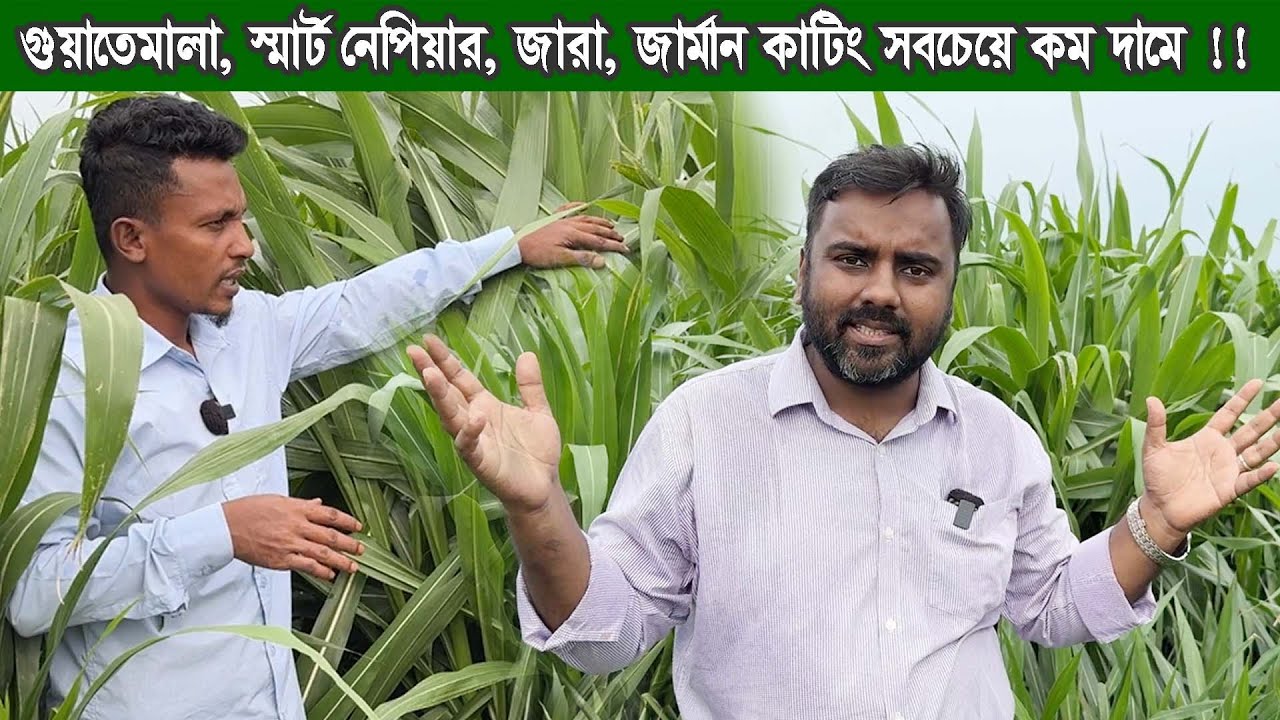 গুয়াতেমালা ঘাস চাষে ভাগ্য বদল হবে গরুর খামারিদের | Guatemala grass | কম দামে ঘাসের কাটিং