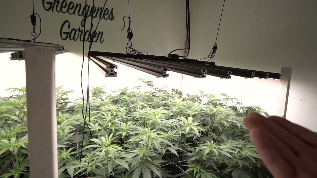 Blowing Up In The Garden Week 1 Of Flower