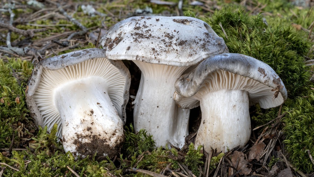 Mimetismo nel bosco: il fungo dormiente