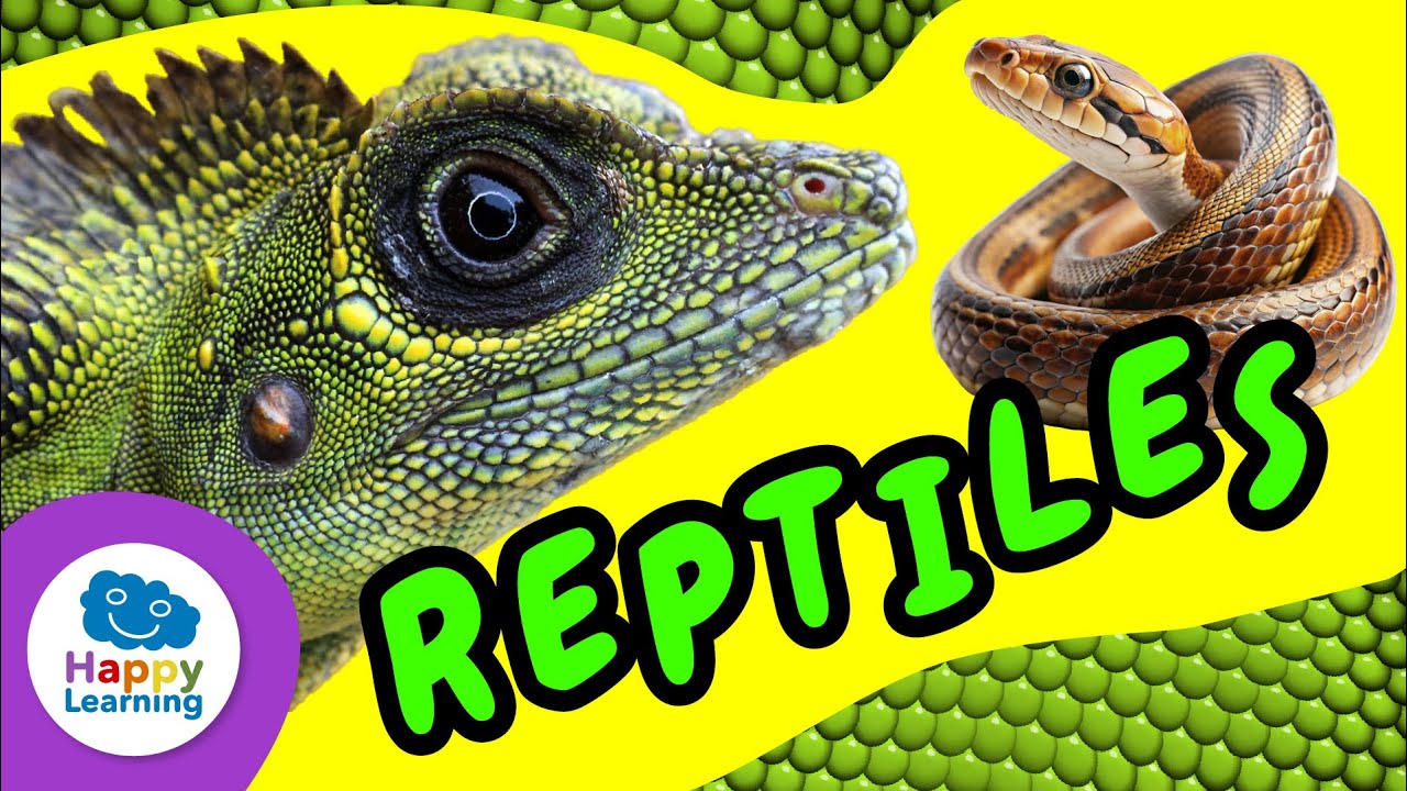 🐊 REPTILES | Educational Videos for Primary School Kids in Natural Sciences | @HappyLearningENG