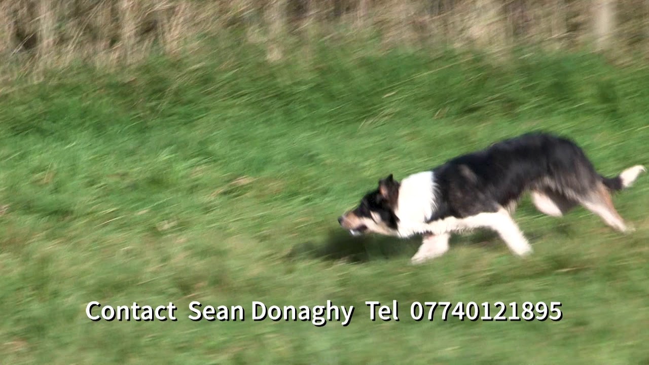 Tim  (Sold) - Nursery Sheepdog for Sale (9 Month old) [S Donaghy TIM]