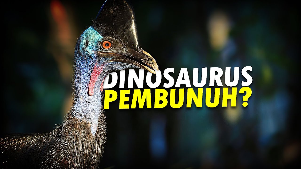 Mengenali Kasuari #AlamSemenit
