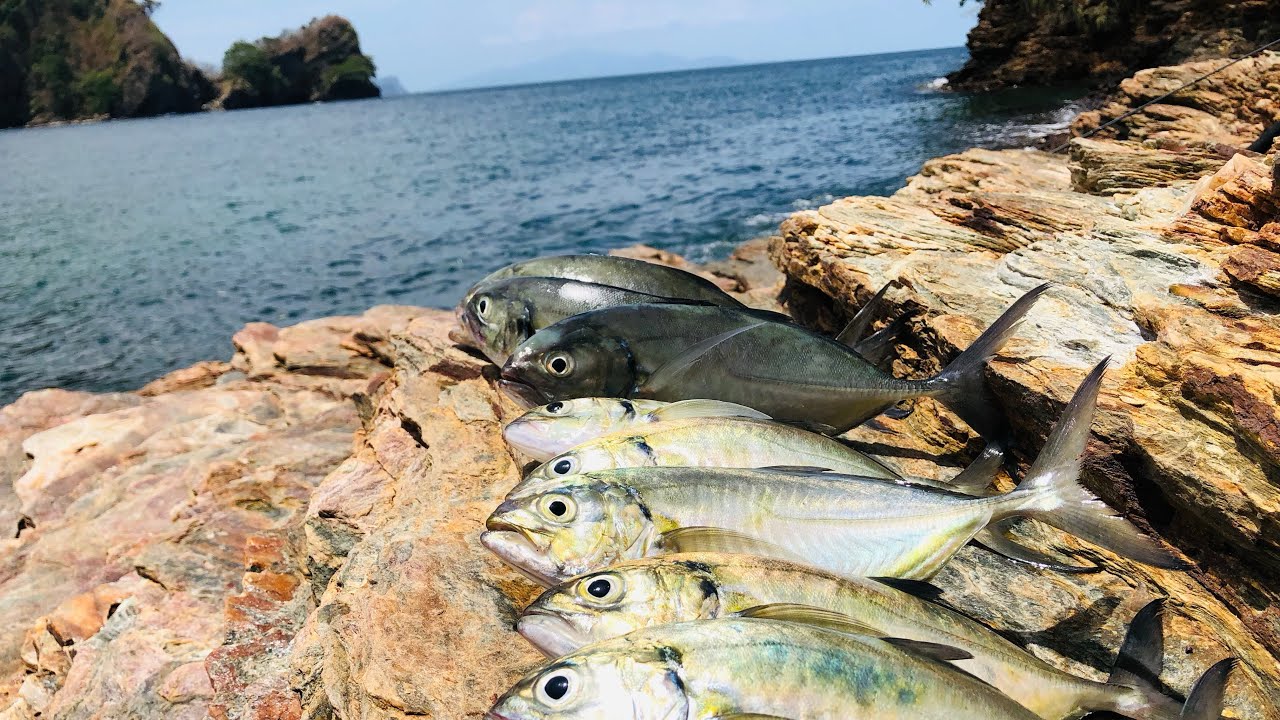 Rock Fishing in sweet #trinidad #outdoors #fishing #worldfish