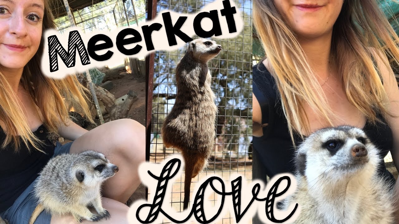 Tia the Meerkat : A Love Video 😅♥️ || Cheetah Experience