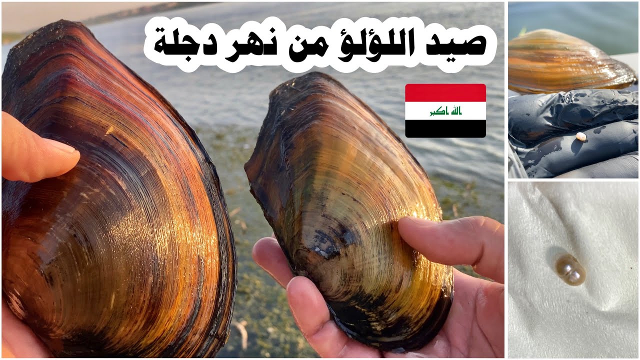 لؤلؤ حقيقي بالعراق بسبب انخفاض نهر دجلة