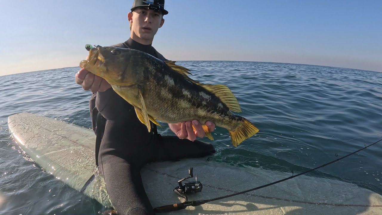 Wipe open board fishing in southern California catching calico bass 5+ ponder