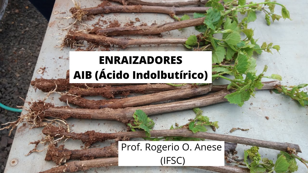 AIB - Ácido Indolbutírico para enraizamento de plantas