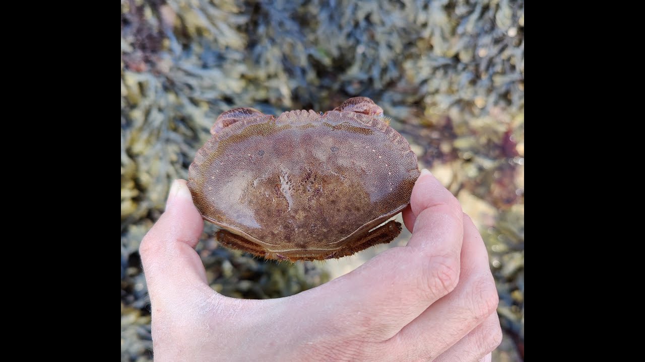 Coastal Exploration & Foraging - Rock Pooling, Crabs, Anemones, Sea Life Education in Cornwall