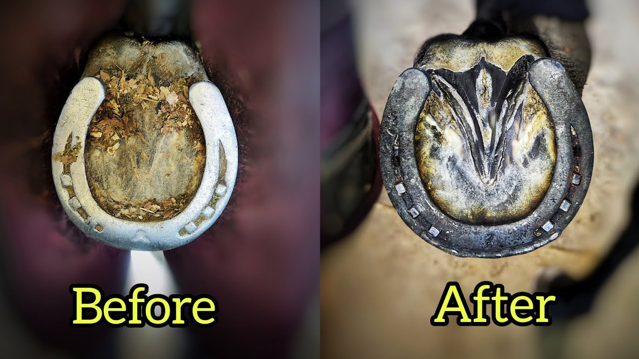 Hoof Makeover ASMR 😳 | From Overgrown Hoof to Perfect Hot Shoe 