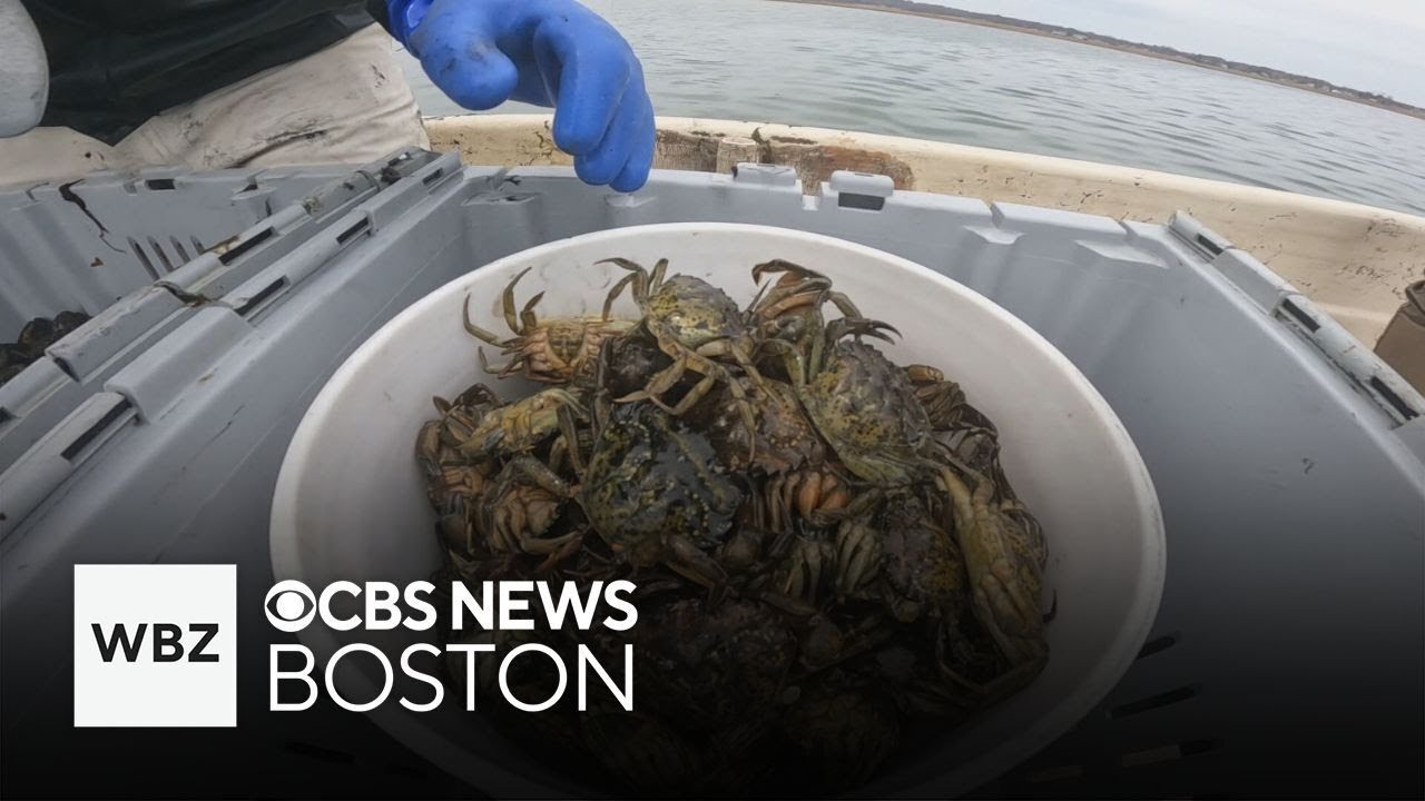 Culinary experts look to make invasive green crabs useful in Massachusetts