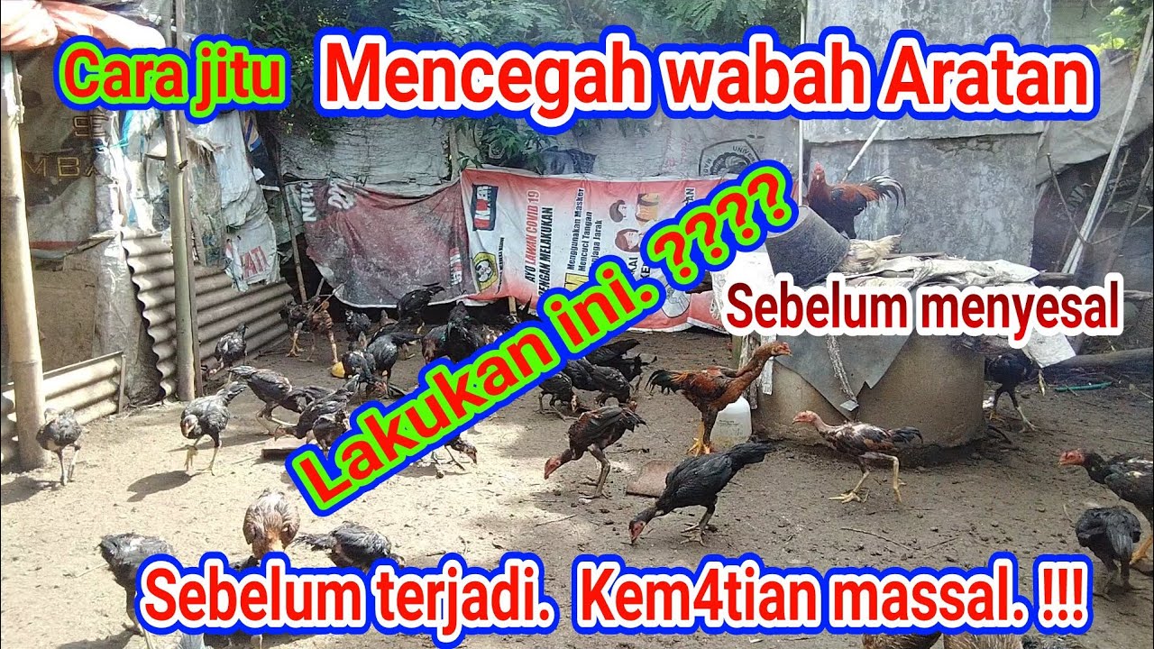 CARA CAK TRIS !! MENCEGAH AGAR AYAM TIDAK MUDAH TERSERANG PENYAKIT ( ARATAN ) PADA TERNAK AYAM