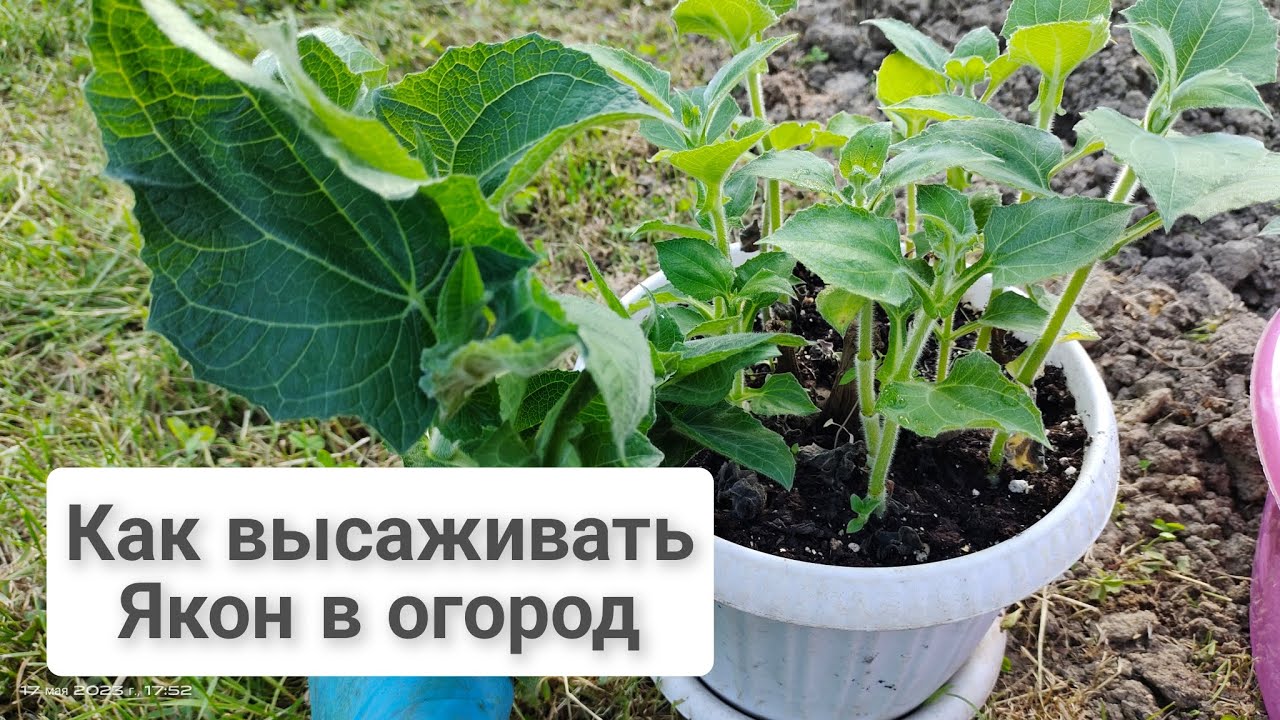 Как высадить Якон в огород.