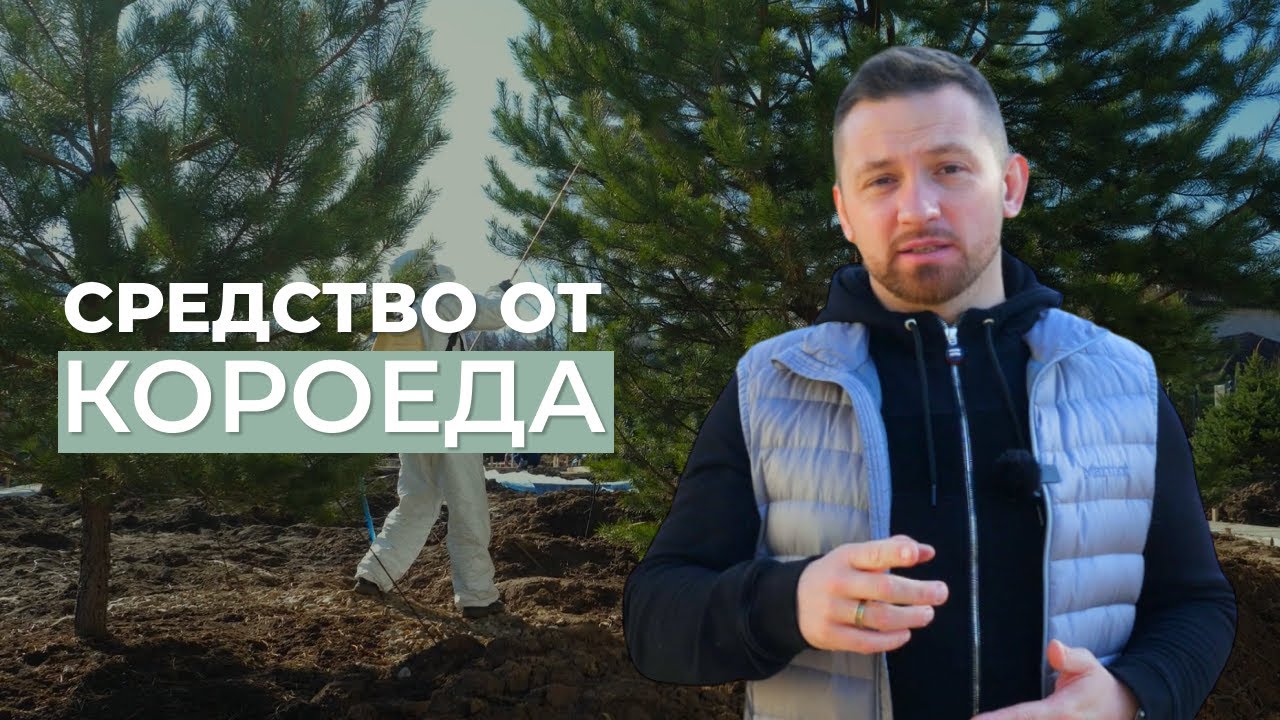 Средство от короеда. Препарат 