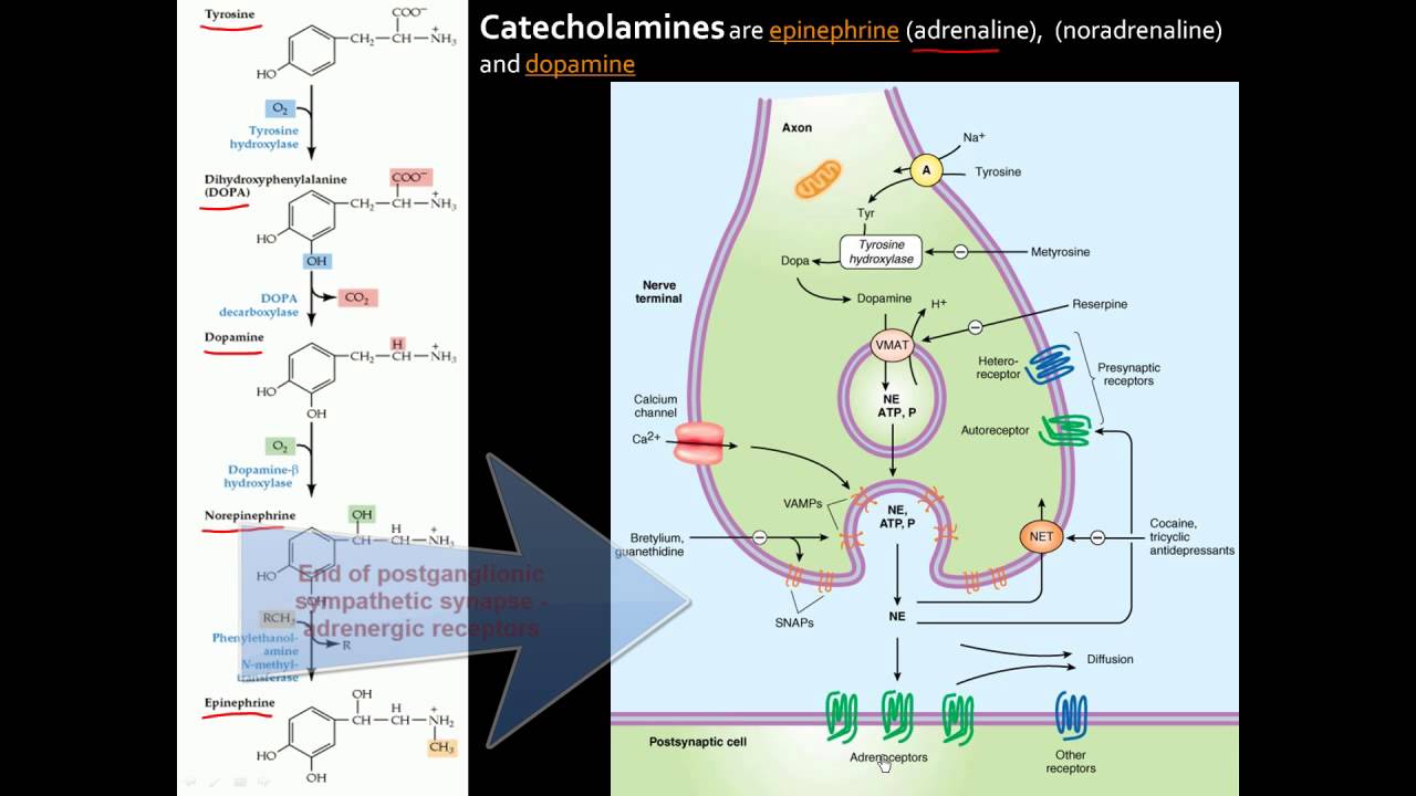Autonomic Nervous System (ANS) - An overview of anatomy, divisions, receptors, and neurotransmitters