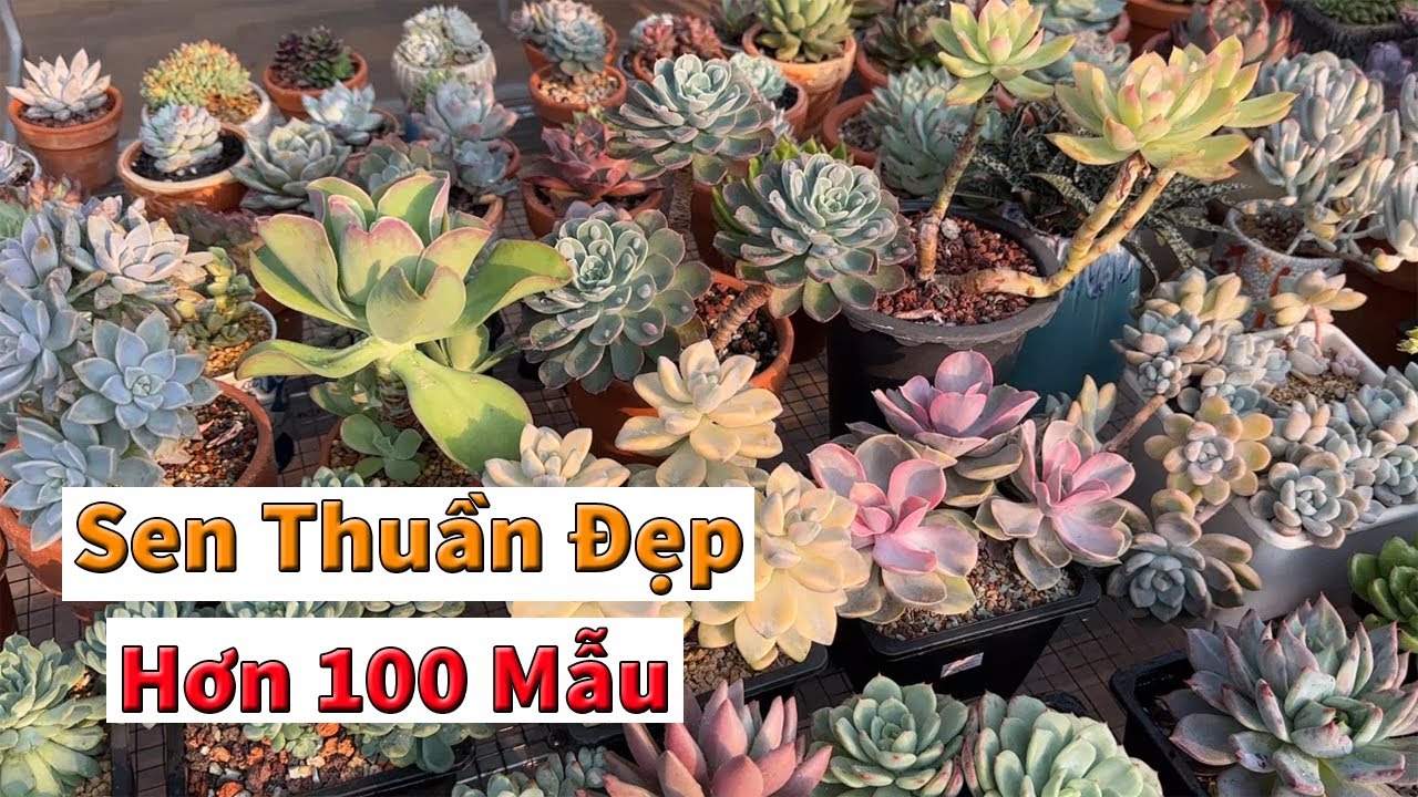 Sen đá thuần sẵn từ phổ thông đến xịn sò | succulent Gia Nghia