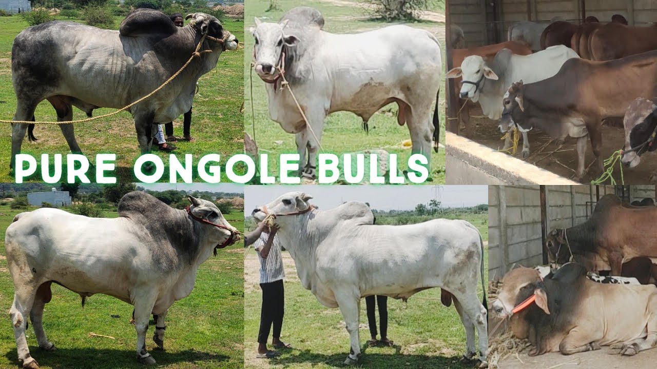 pure quality Ongole bulls available in nizamabad | big size bulls | season k bade jnwar in nizamabad