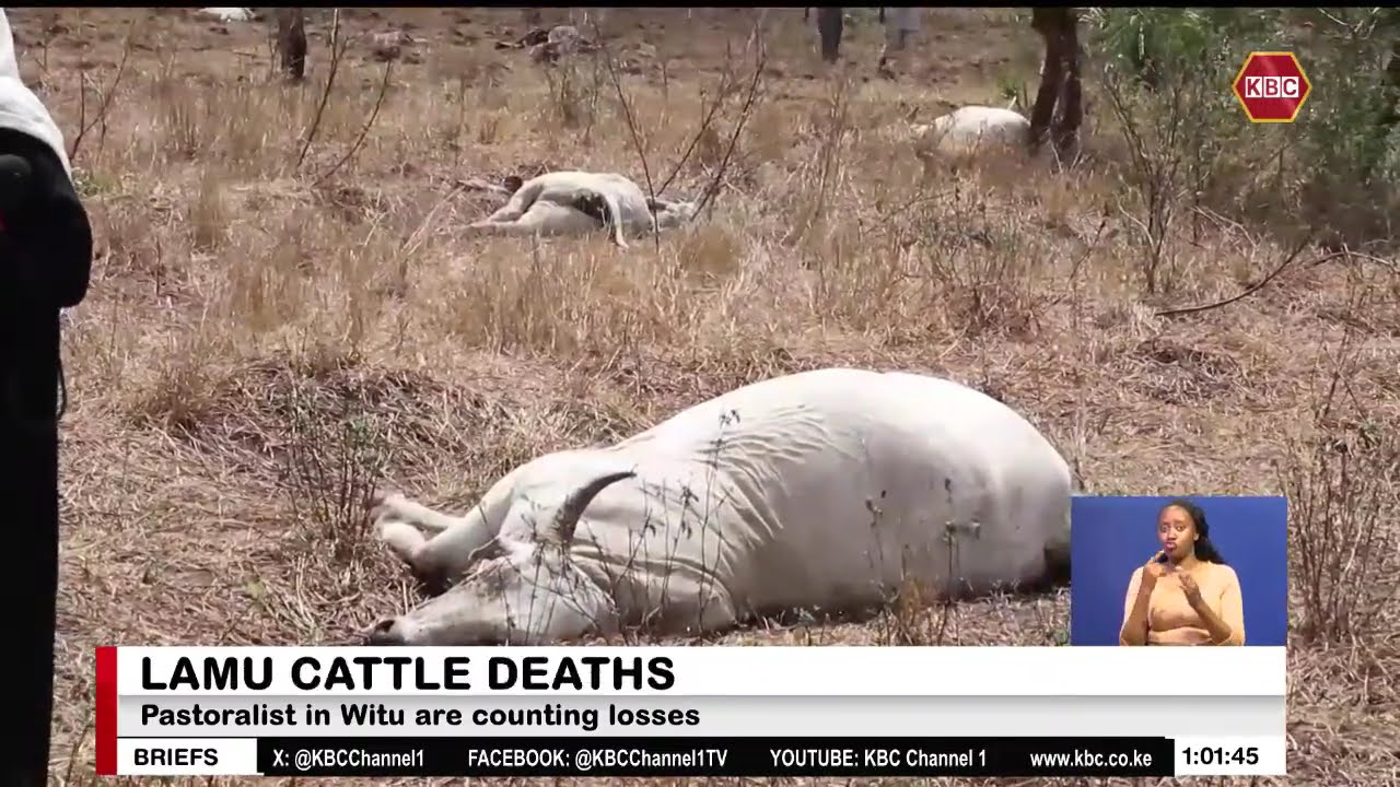 Over 50 cattle die after grazing on suspected poisoned grass in Witu, Lamu county
