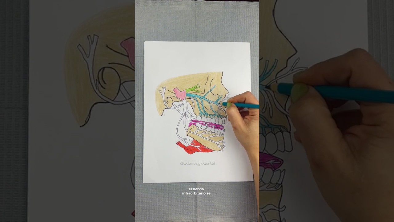 Nervio trig&eacute;mino y sus ramificaciones #nerviotrigemino #vparcraneal #odontologia