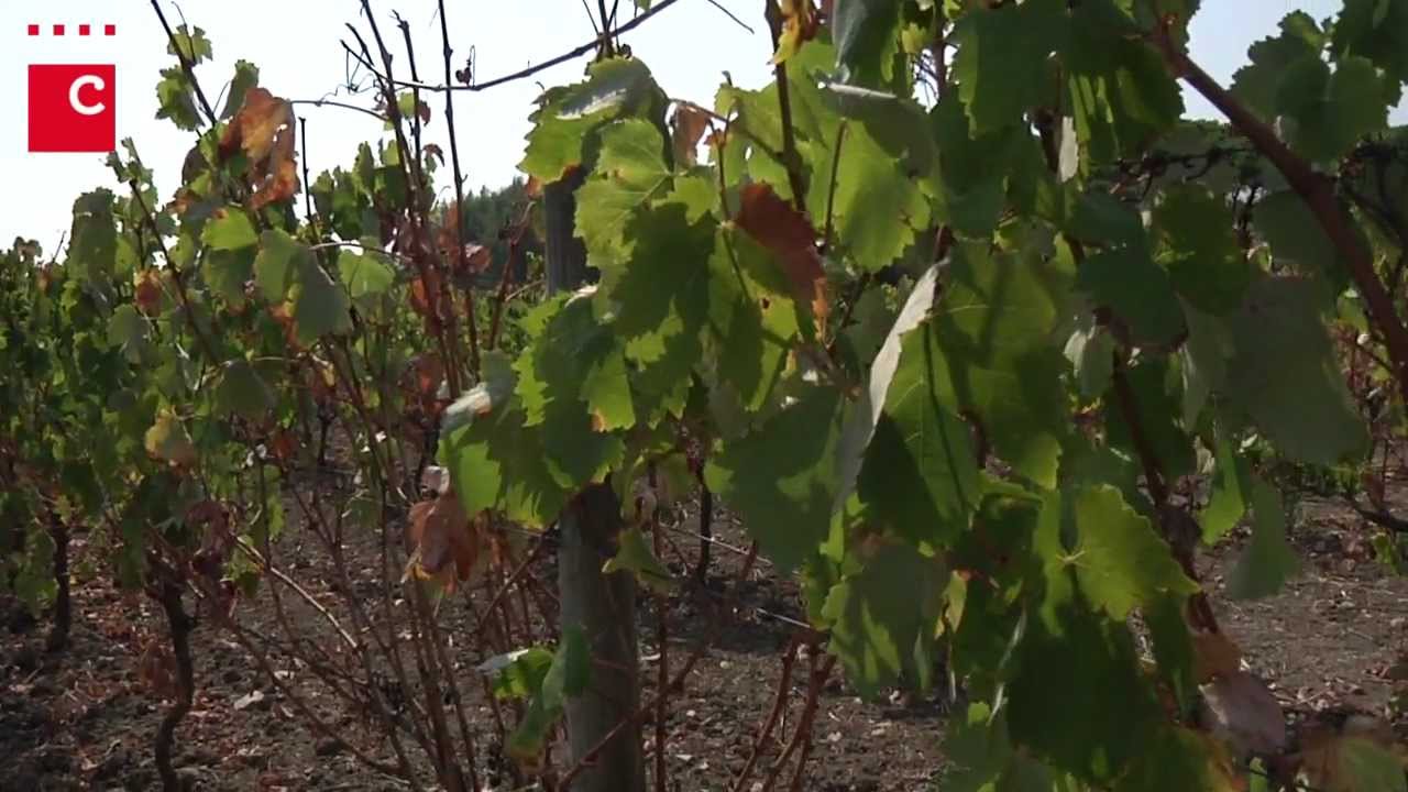 O Vinho de Carcavelos no Concelho de Cascais