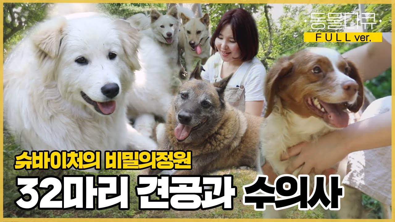 [풀버전] 시골 동물병원을 위해 32마리 견공과 숲 속에 온 수의사🌿 견공들의 슈바이처 이야기  | 동물극장 단짝 EP21 | KBS 220618