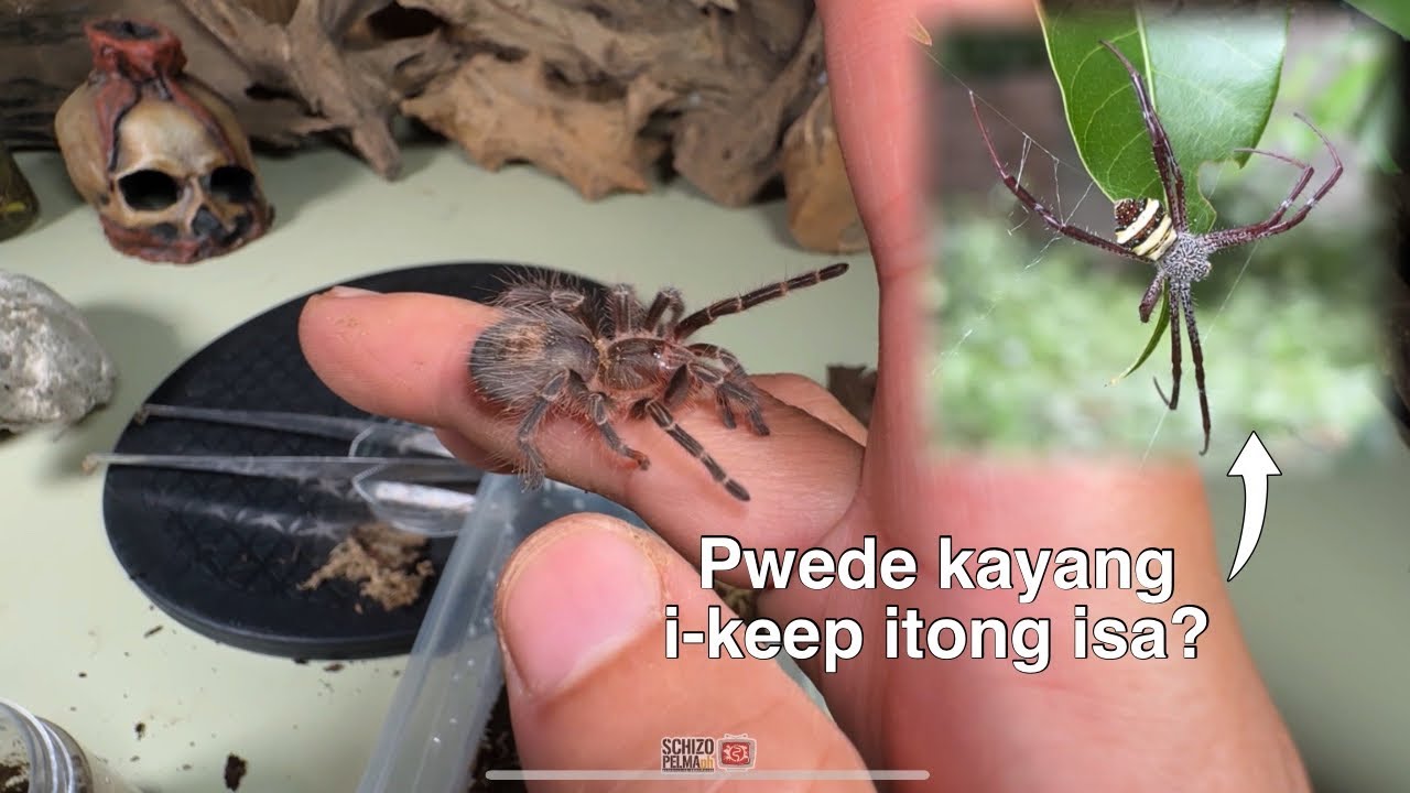 i-rehouse natin si Maximus!