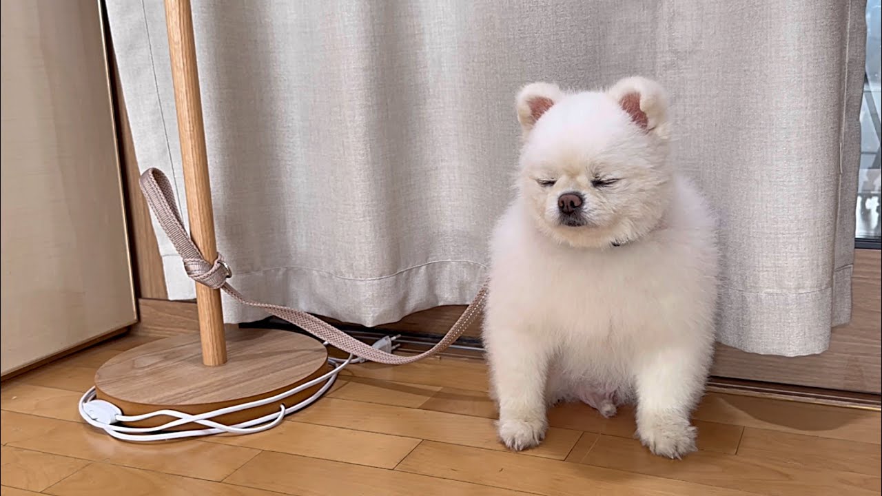 반성하라고 묶어놨더니 자는척 하는 금쪽이 강아지ㅋㅋㅋ