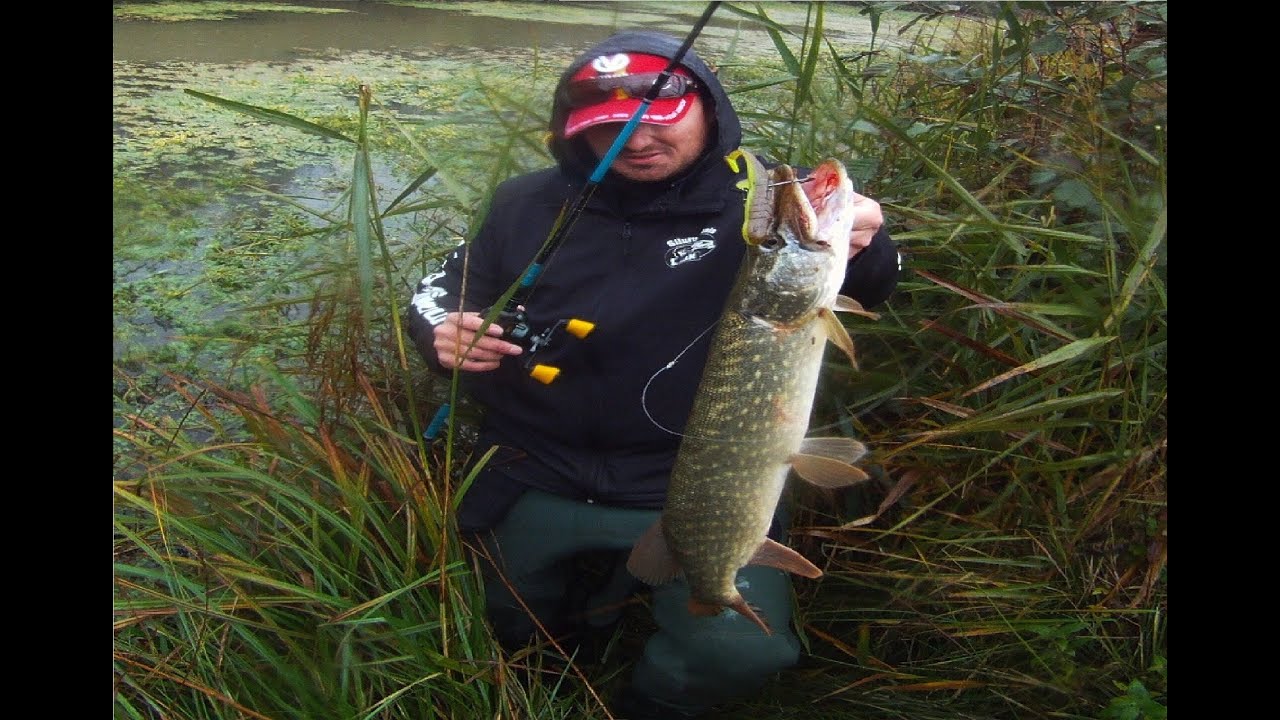 ATTAQUE FERRAGE EN DIRECT BROCHET A LA SURFACE ATTACK BIG PIKE FROG