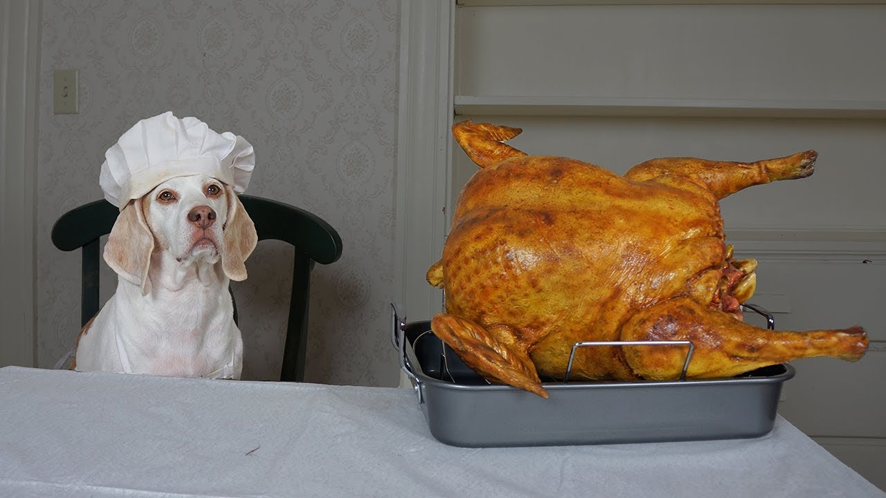 Dog Cooks Thanksgiving Dinner: Funny Dog Maymo Makes Turkey Recipe